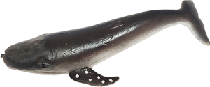 Кит