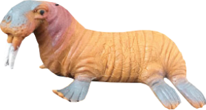 Морж