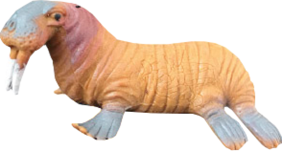 Морж