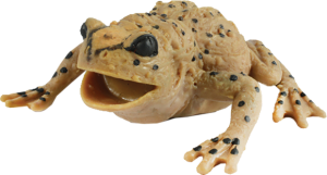 Жаба