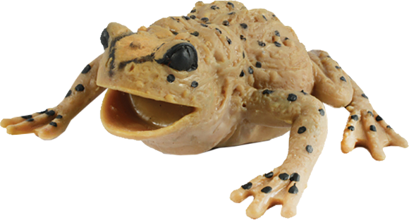 Жаба